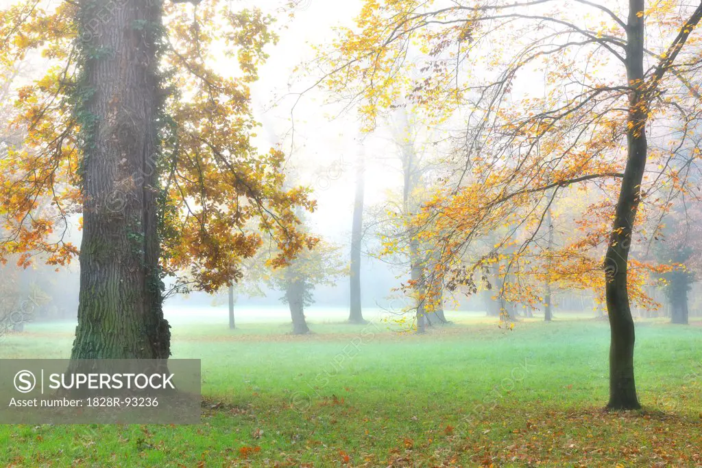Oak Tree Trunks and Autumn Foliage in Forest Glade in Morning Haze, Bavaria, Germany