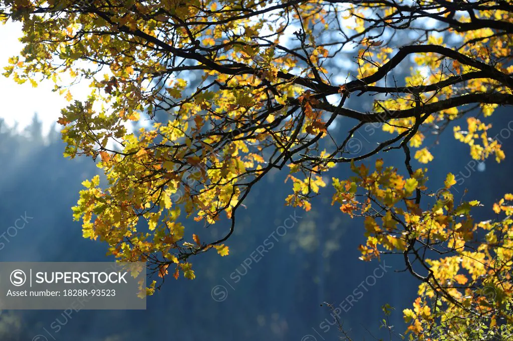 Close-up of English Oak (Quercus robur) Branches in Autumn Foliage, Neumarkt, Upper Palatinate, Bavaria, Germany