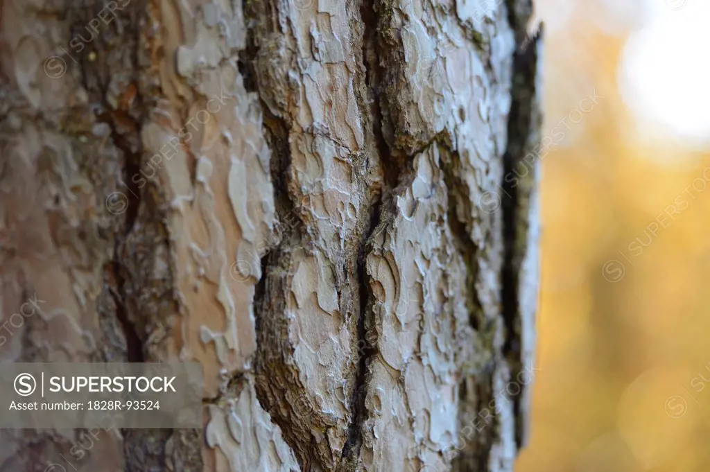 Close-up of Scots Pine (Pinus sylvestris) Tree Trunk, Neumarkt, Upper Palatinate, Bavaria, Germany