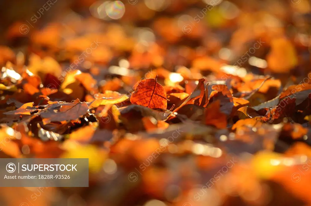 Close-up of European Beech (Fagus sylvatica) Leaves on Forest Floor in Autumn, Upper Palatinate, Bavaria, Germany