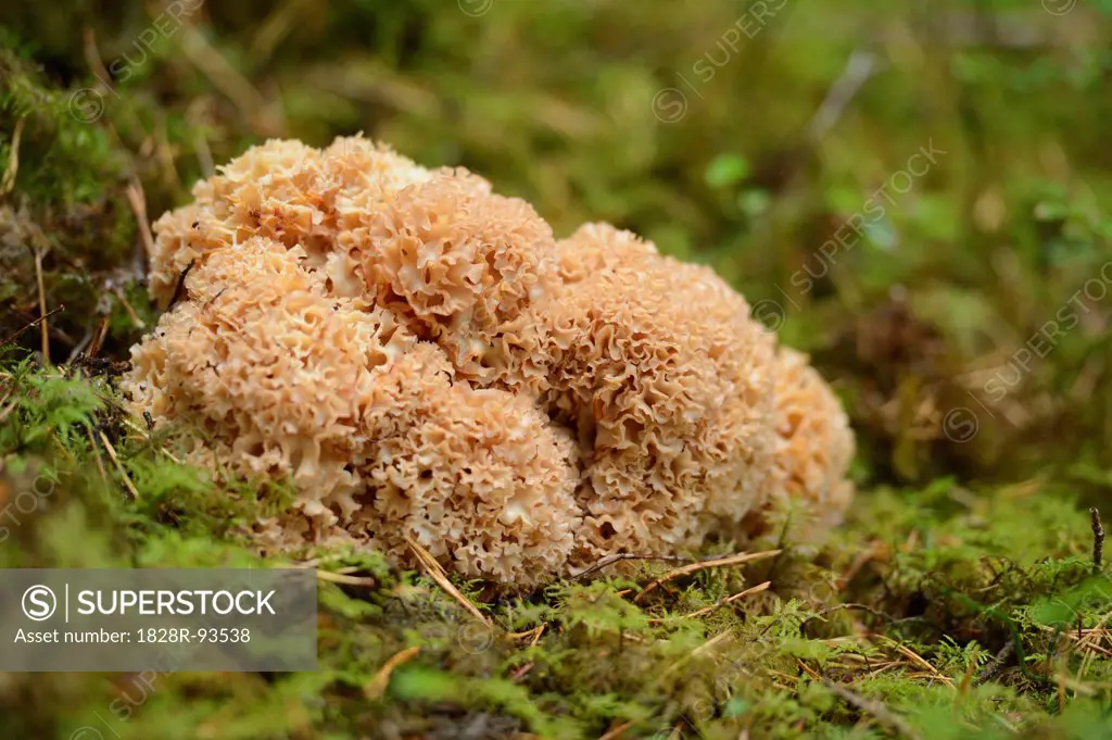Cauliflower Mushroom (Sparassis crispa) on Forest Floor, Bavaria, Germany