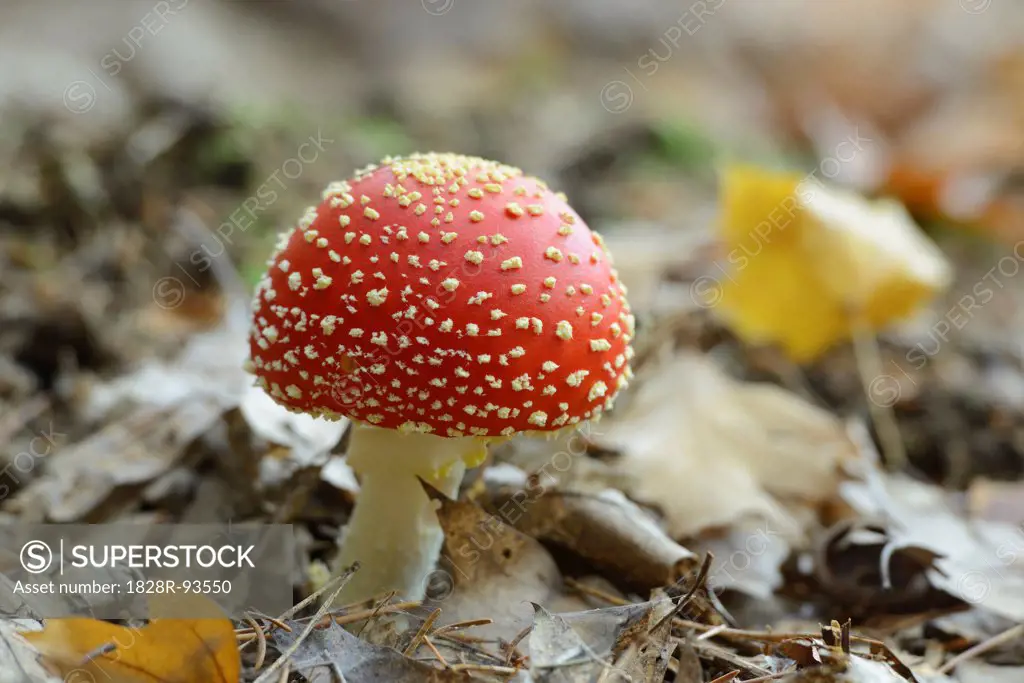 Close-up of Fly Agaric (Amanita muscaria) on Forest Floor, Neumarkt, Upper Palatinate, Bavaria, Germany
