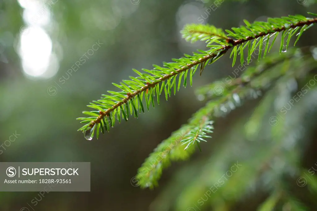 Water Drop on Norway Spruce (Picea abies) Branch, Upper Palatinate, Bavaria, Germany