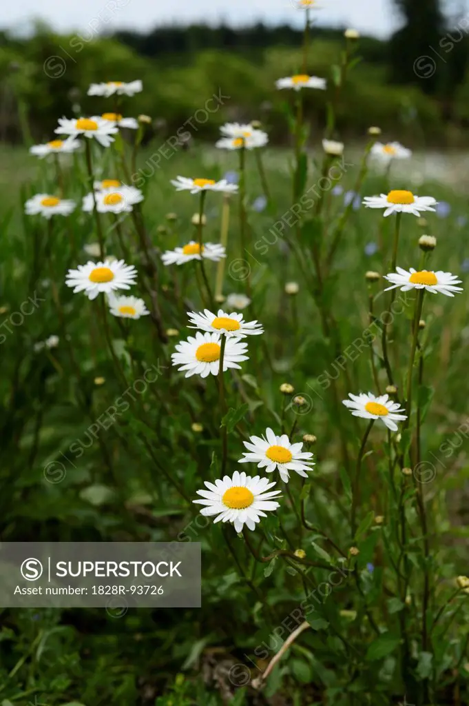 Close-Up of Oxeye Daisies and Feverfew in a Meadow, Franconia, Bavaria, Germany