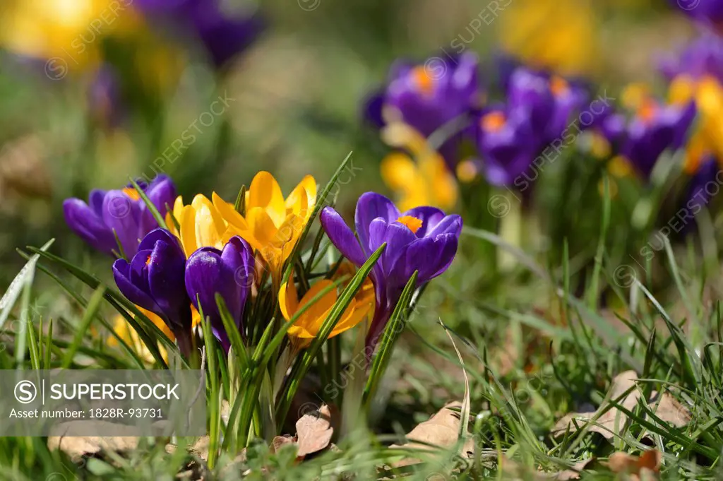 Close-Up of Crocuses in Early Springtime, Franconia, Bavaria, Germany