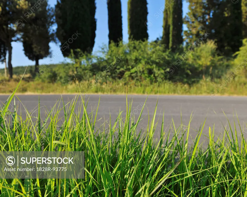 Grass on Roadside in the Summer, Monteroni d'Arbia, Province of Siena, Tuscany, Italy