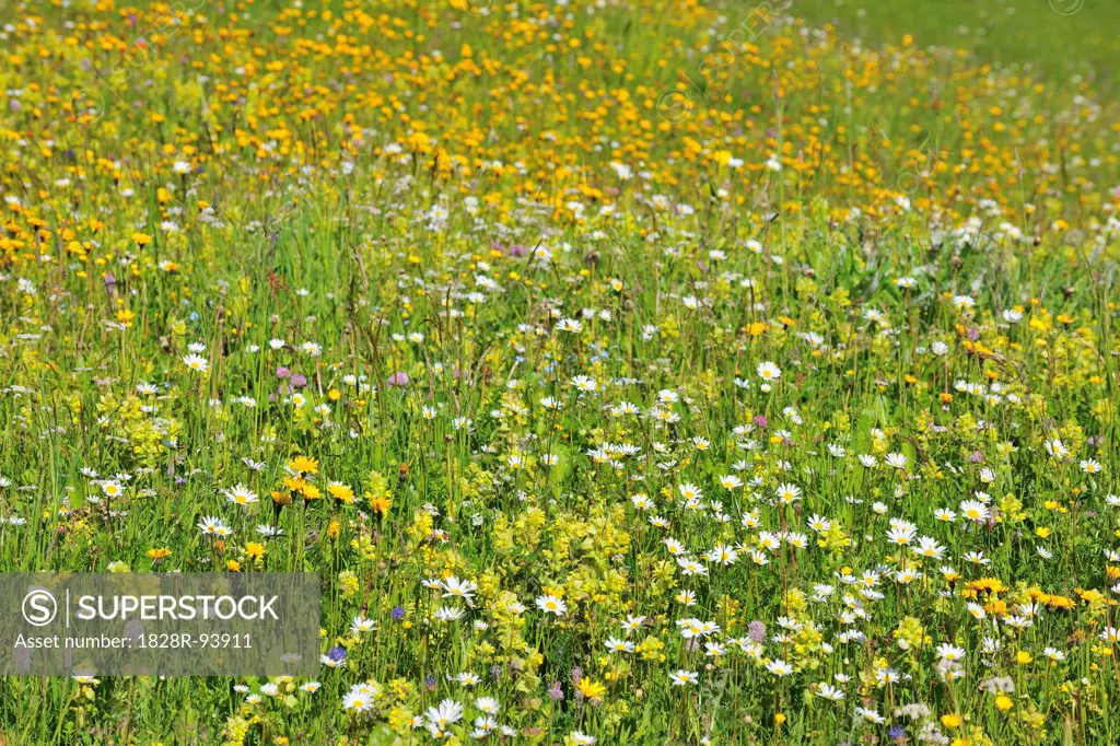 Alpine Flower Meadow in the Spring, Arabba, Passo Pordoi, Province of Belluno, Veneto, Dolomites, Italy