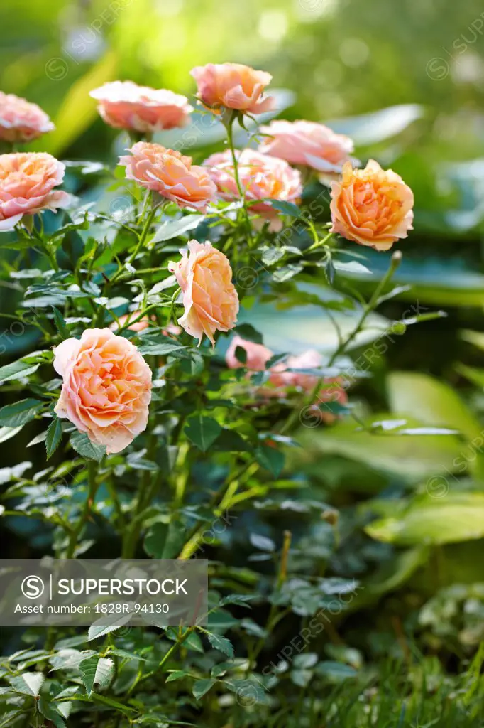 miniature roses (peach) in full bloom in a Canadian outdoor garden