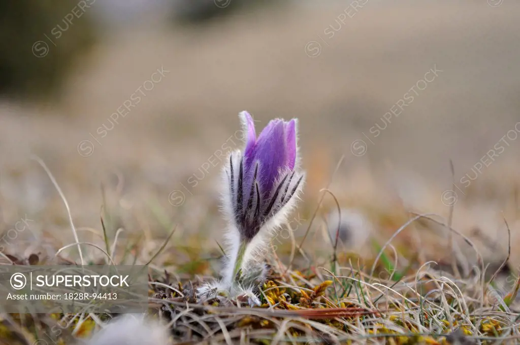 Bloom of a Pulsatilla (Pulsatilla vulgaris) in the grassland in early spring of Bavaria, Germany