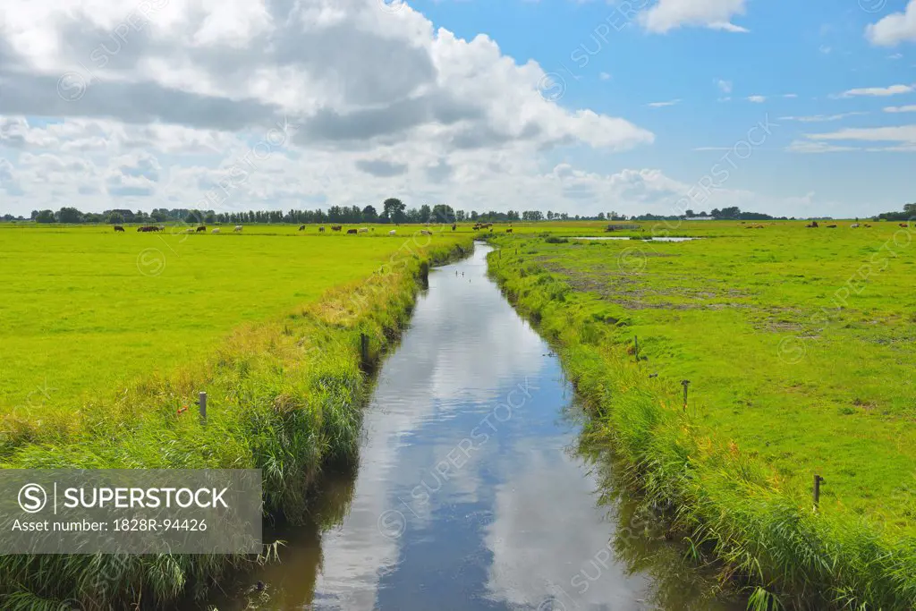 Pasture with Water Canal in the Summer, Garding, Schleswig-Holstein, Germany