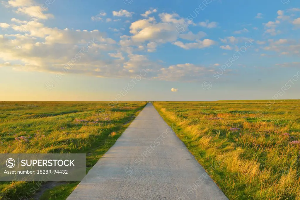 Path through Meadow in the Summer, Westerhever, Tating, Schleswig-Holstein, Germany