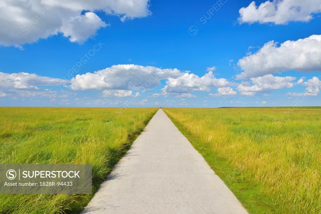 Path through Meadow in the Summer, Westerhever, Tating, Schleswig-Holstein, Germany