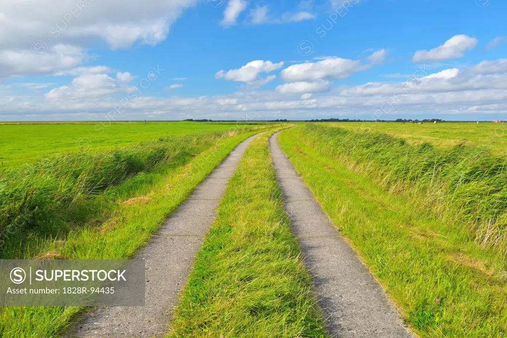 Path through Fields in the Summer, Toenning, Kating, Schleswig-Holstein, Germany