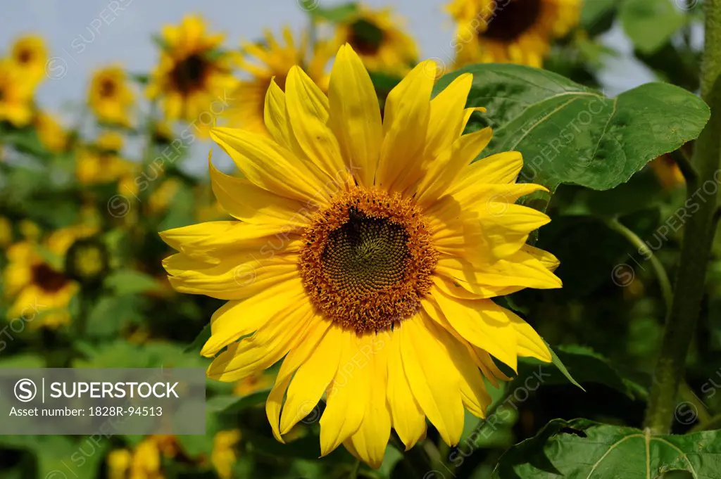Blossom of a sunflower (Helianthus annuus) in a field, Bavaria, Germany