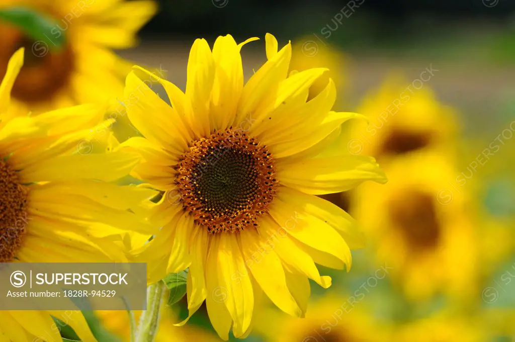 Blossom of a sunflower (Helianthus annuus) in a field, Bavaria, Germany.