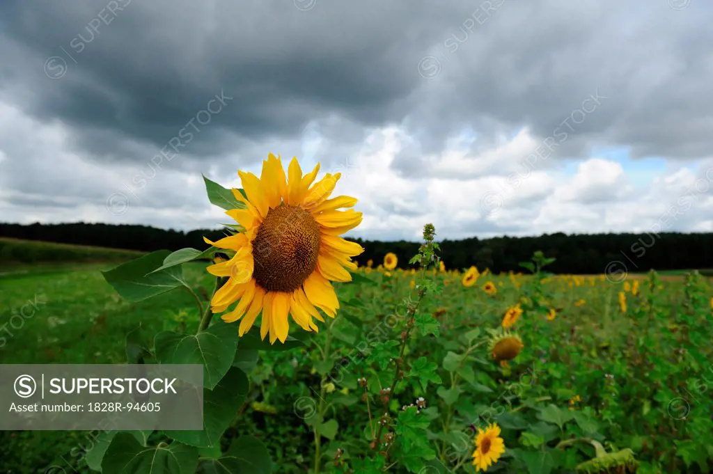 Blossom of a sunflower (Helianthus annuus), Bavaria, Germany.