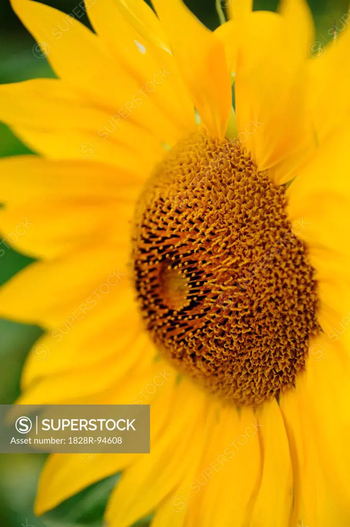 Detail of a sunflower blossom (Helianthus annuus), Bavaria, Germany.