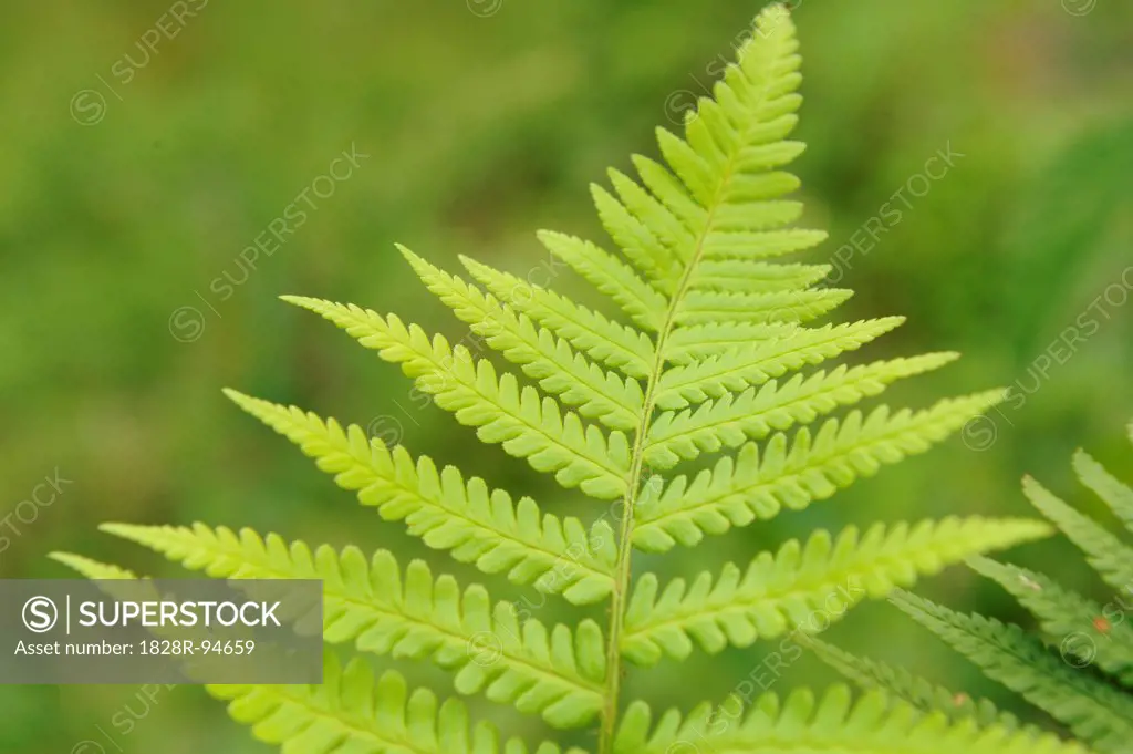 Close-up of male fern (Dryopteris filix-mas) in forest, Upper Palatinate, Bavaria, Germany.