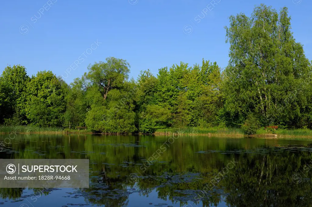 Landscape of a little Lake in summer, Upper Palatinate, Bavaria, Germany.