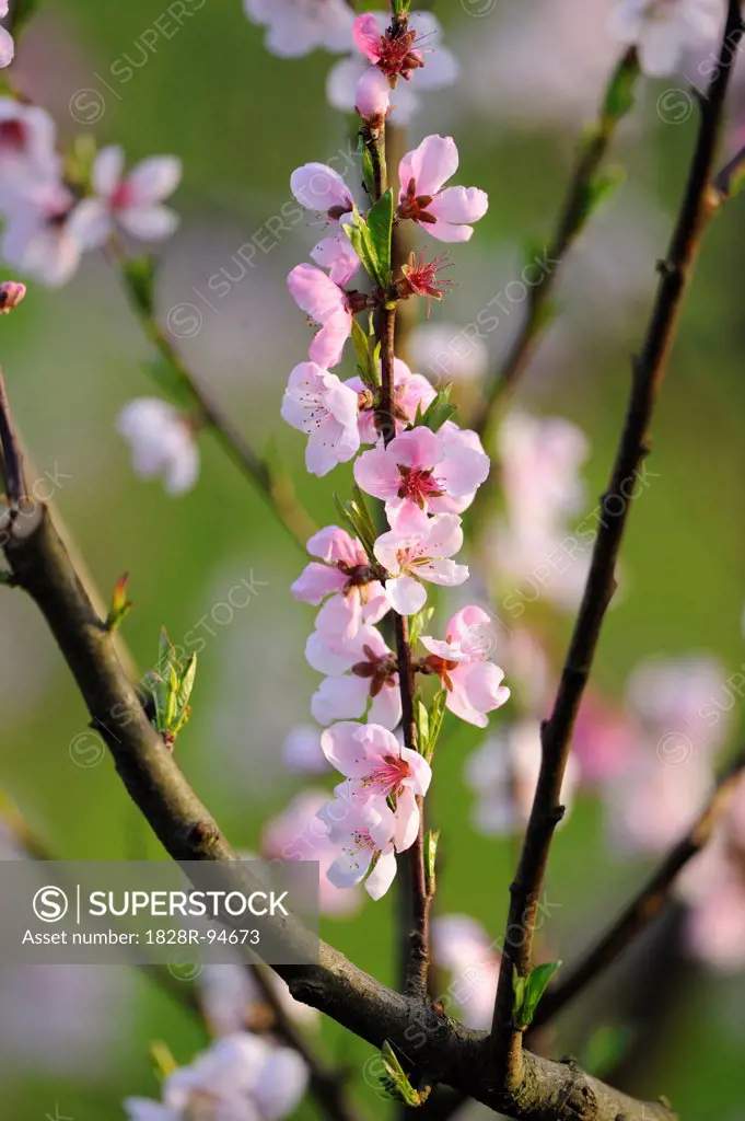 Close-up of peach (Prunus persica) blossoms in a garden in spring, Austria