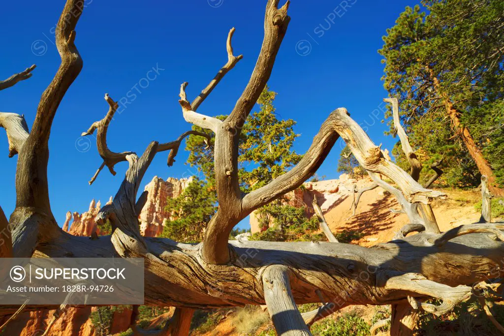Dead Tree, Peek-A-Boo Loop Trail, Bryce Canyon National Park, Utah, USA