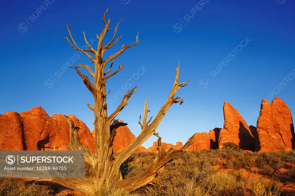 Dead Tree, Sand Dune Arch Area, Arches National Park, Utah, USA