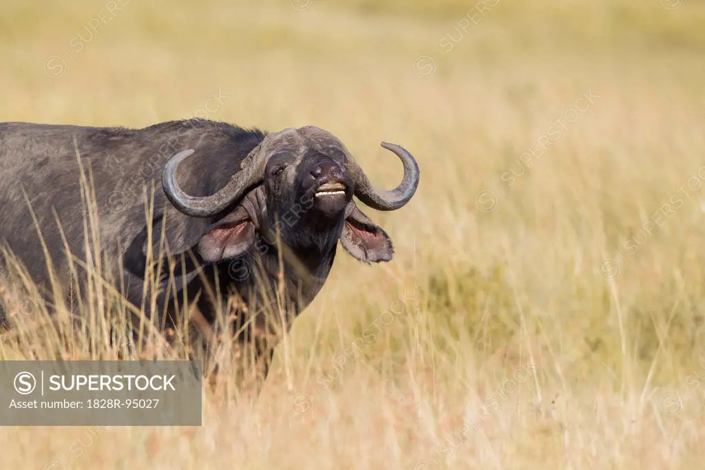 African buffalo (Syncerus caffer) showing the flehmen response, Maasai Mara National Reserve, Kenya, Africa.