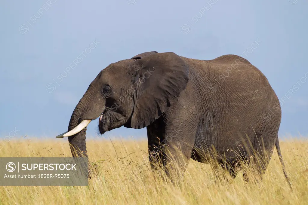 African Bush Elephant (Loxodonta africana) in Savanna, Maasai Mara National Reserve, Kenya, Africa