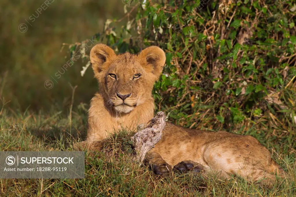 Young male lion (Panthera leo), Maasai Mara National Reserve, Kenya