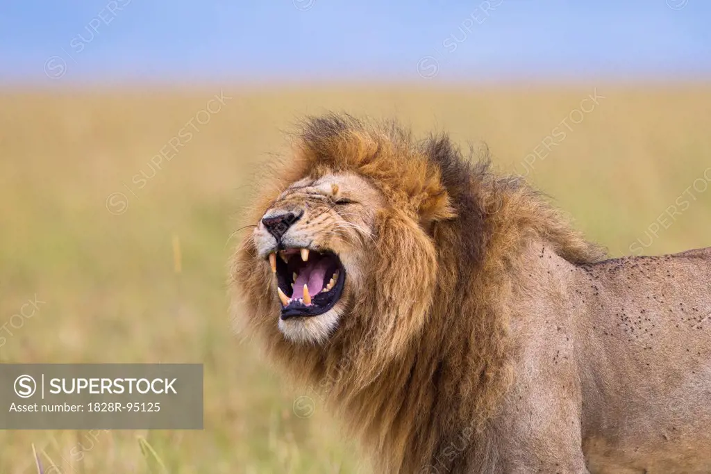 Big male lion (Panthera leo) showing Flehmen behavior, Maasai Mara National Reserve, Kenya