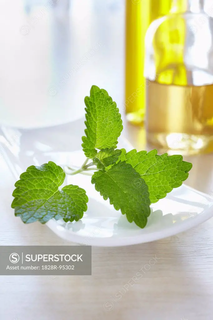 Lemon balm with bottles of aromatic oil for aromatherapy