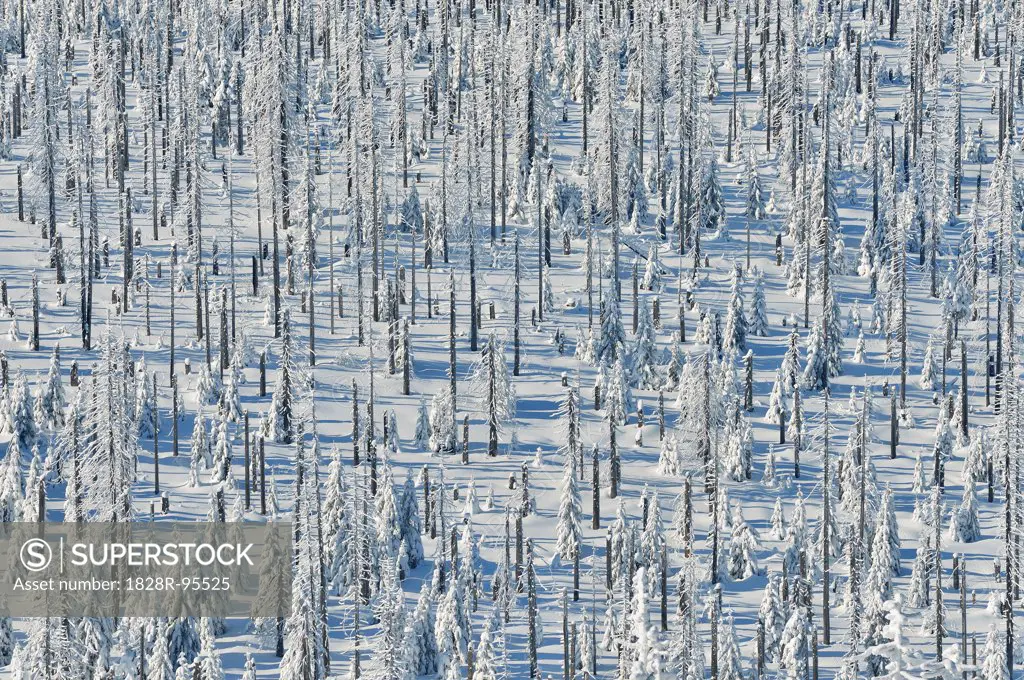 Snow Covered Conifer Forest in the Winter, Mount Lusen, Grafenau, Bavarian Forest National Park, Bavaria, Germany