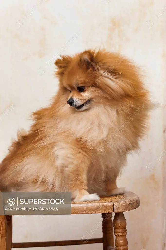 Portrait of Male Pomeranian Dog Sitting on Chair and Looking over Shoulder, Studio Shot,03/27/2007