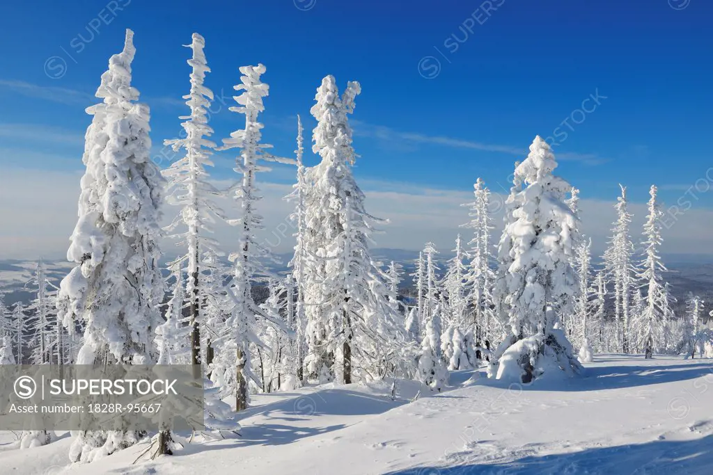 Snow Covered Conifer Forest in the Winter, Grafenau, Lusen, National Park Bavarian Forest, Bavaria, Germany,02/11/2013