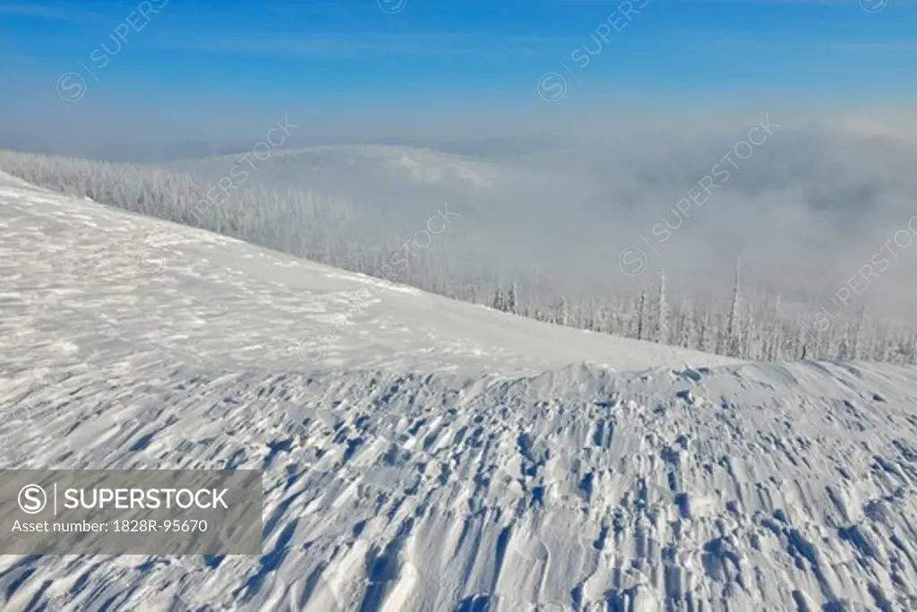 Snow Covered Conifer Forest in the Winter, Grafenau, Lusen, National Park Bavarian Forest, Bavaria, Germany,02/11/2013