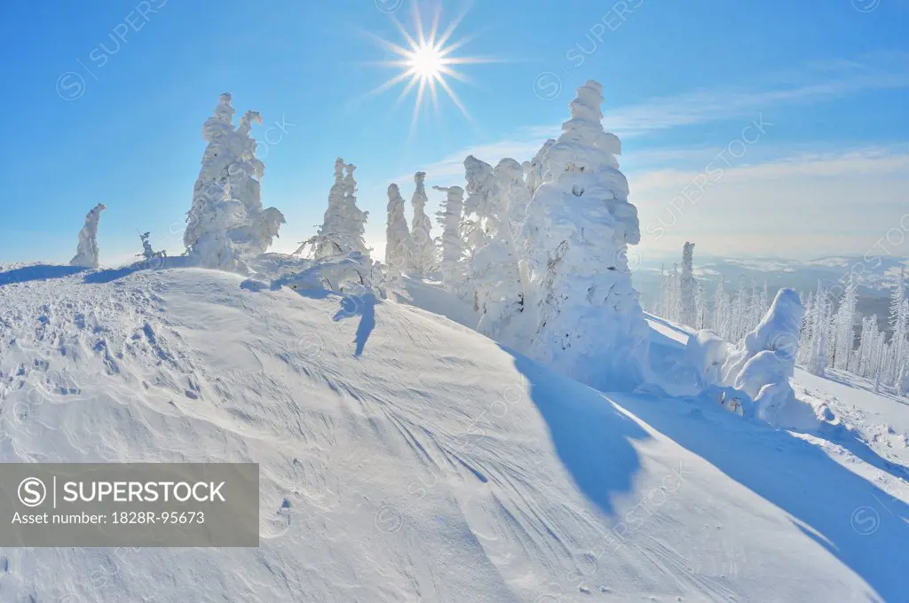 Snow Covered Conifer Trees with Sun in the Winter, Grafenau, Lusen, National Park Bavarian Forest, Bavaria, Germany,02/11/2013