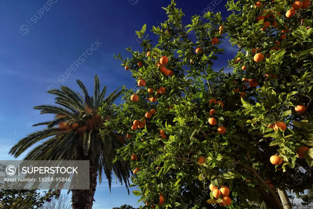 Italy, Sicily, countryside, orange tree and palm tree in a private garden,01/05/2012