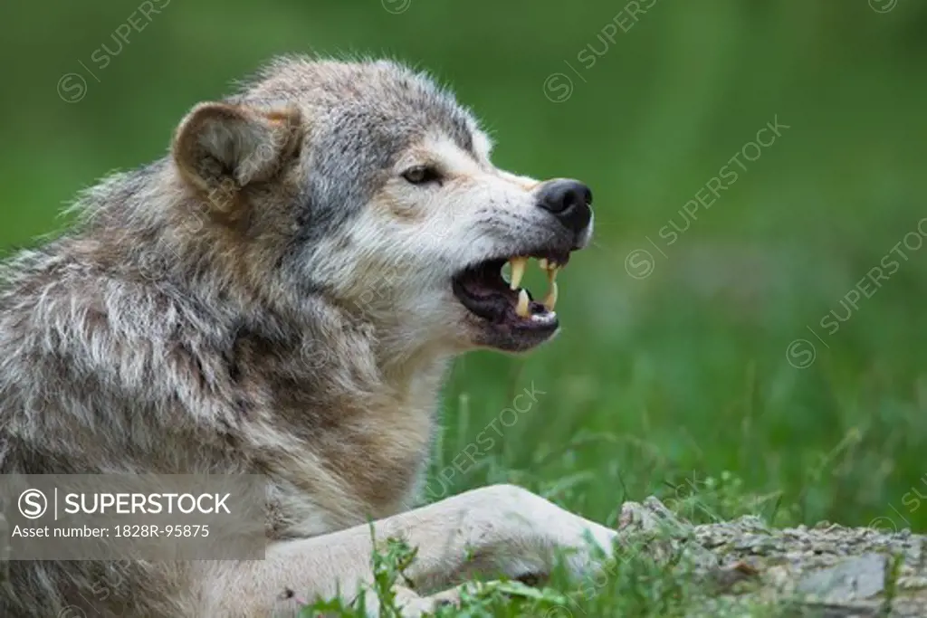 Timber Wolf, Canis lupus lycaon, snarling, Game Reserve, Germany,07/03/2011
