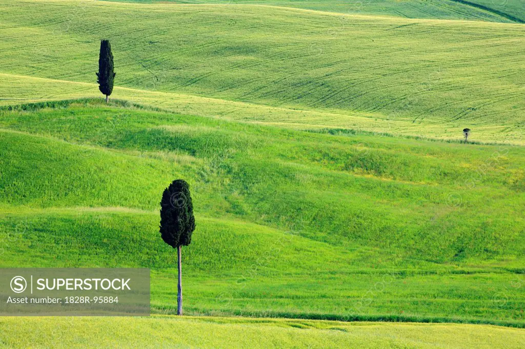 Cypress trees in green fields. Pienza, Siena Province, Val d´Orcia, Tuscany, Italy, Mediterranean Area.,10/17/2010
