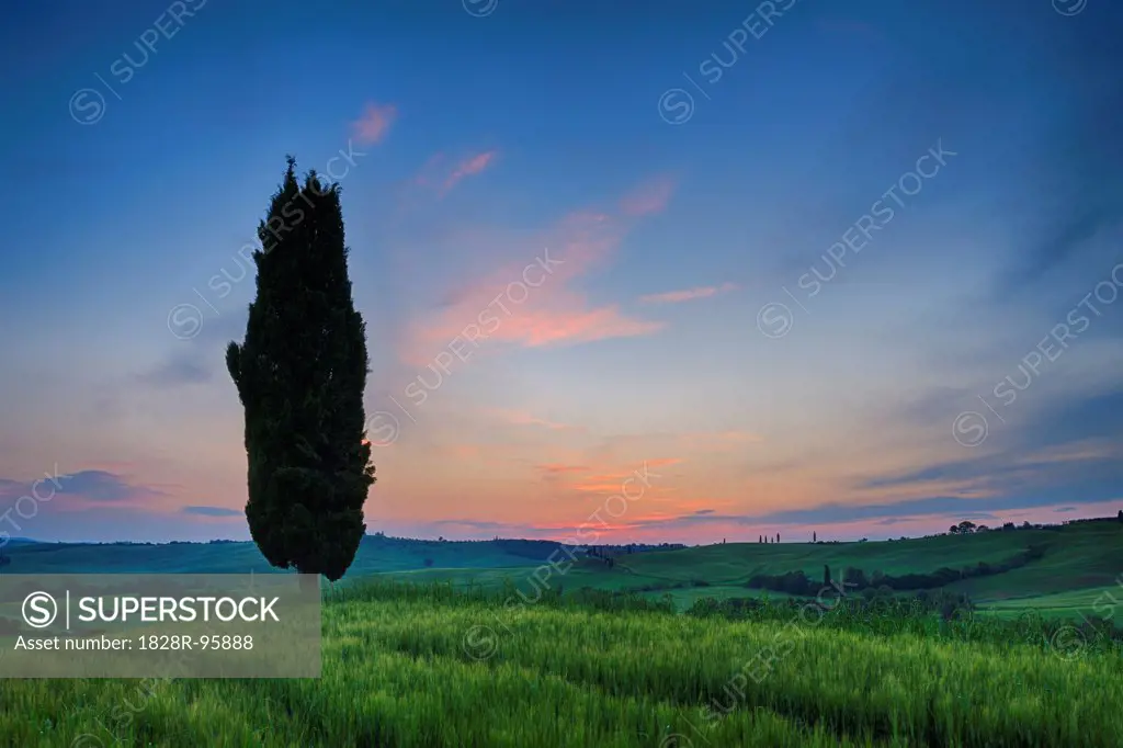 Cypress trees with sunset sky. Val d´Orcia, Pienza, Tuscany, Siena Province, Mediterranean Area, Italy.,10/17/2010