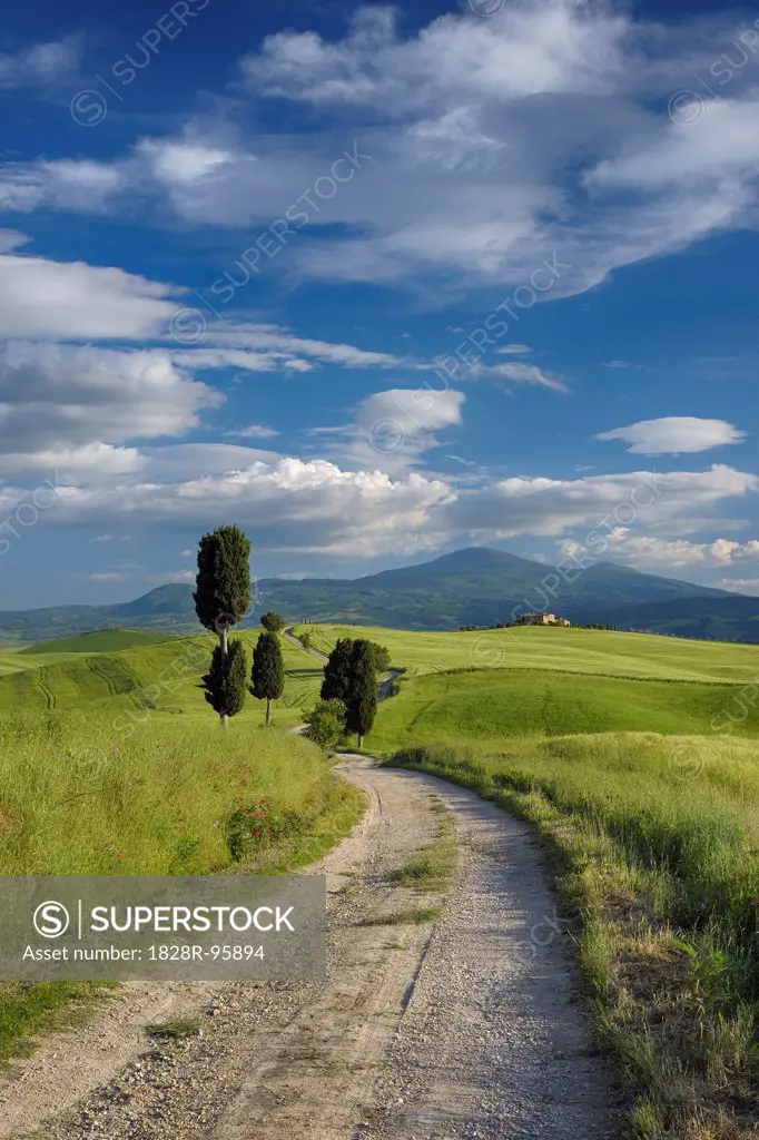 Cypress trees along country road, through green fields. Pienza, Val d´Orcia, Siena Province, Tuscany, Italy.,10/18/2010