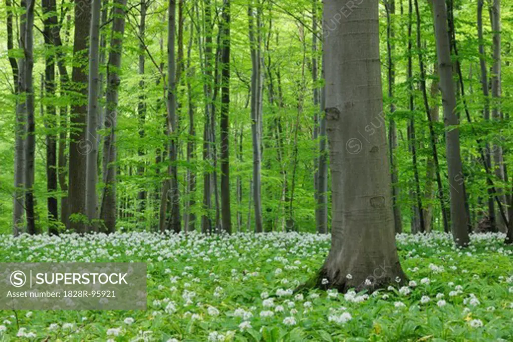 Spring forest with Ramsons (Allium ursinum) lush green foliage. Hainich National Park, Thuringia, Germany.,10/25/2010
