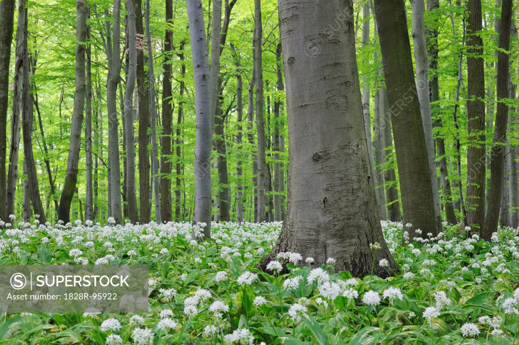 Spring forest with Ramsons (Allium ursinum) lush green foliage. Hainich National Park, Thuringia, Germany.,10/25/2010
