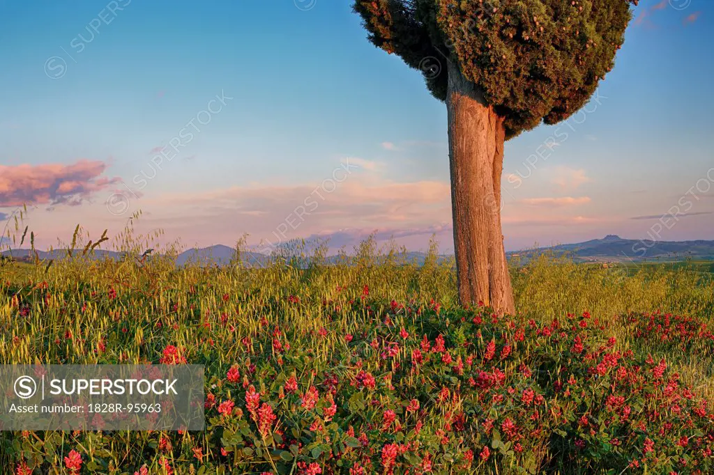 Cypress tree with flowers near sunset. Pienza, Val d´Orcia, Tuscany, Italy.,10/18/2010