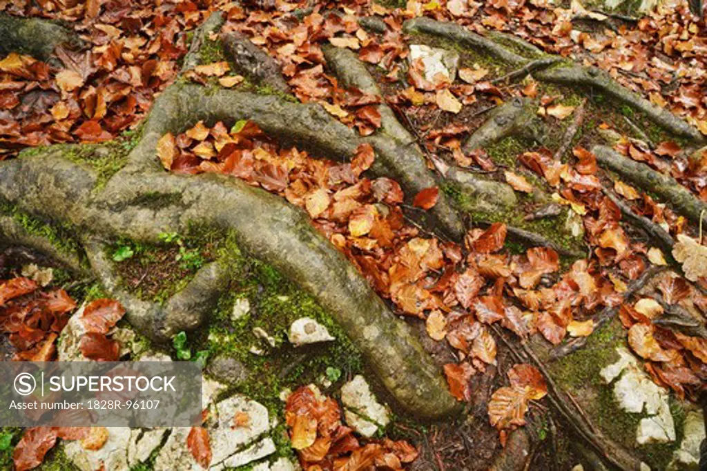 Beech Tree Roots with Autumn Leaves on Ground, Triglav National Park, Julian Alps, Slovenia,10/13/2012