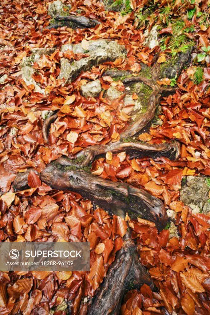 Close-up of Roots and Beech Leaves on Ground in Autumn, Triglav National Park, Julian Alps, Slovenia,10/13/2012