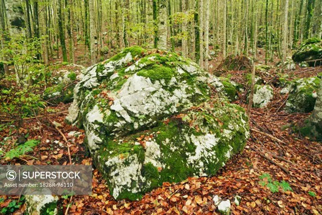 Moss Covered Boulder in Deciduous Forest, Triglav National Park, Julian Alps, Slovenia,10/13/2012