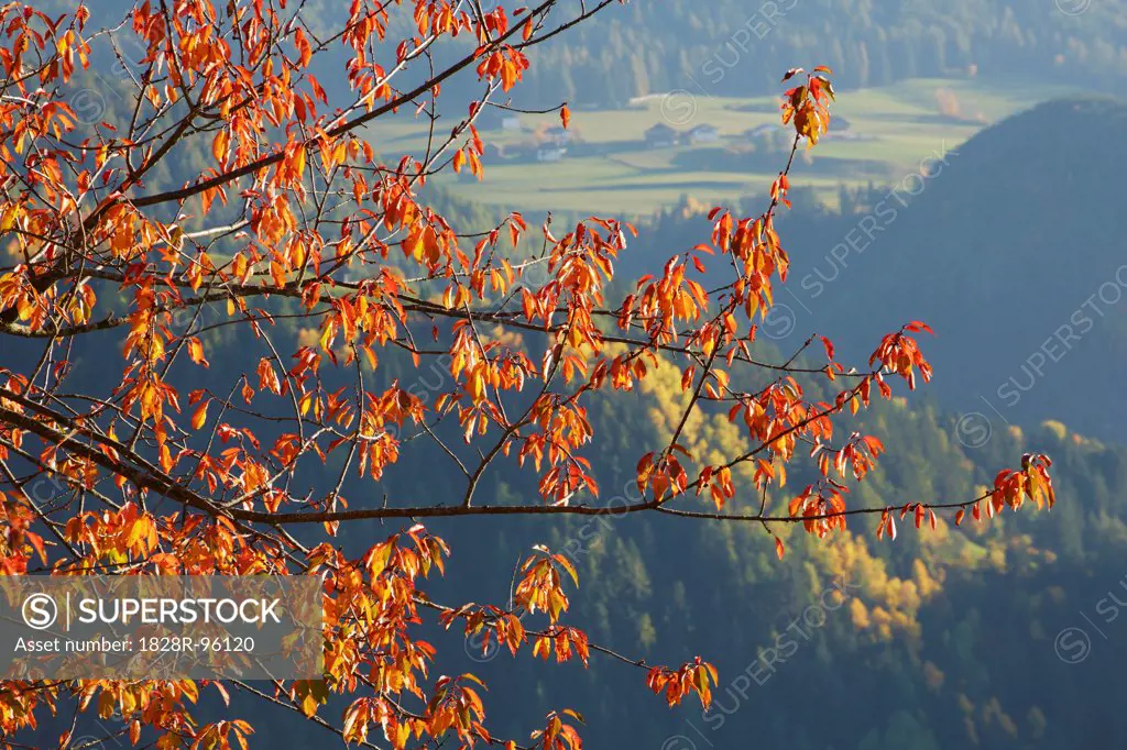 Cherry Tree (Prunus) in Autumn Foliage, Val Gardena, South Tyrol, Dolomites, Italy,10/25/2012