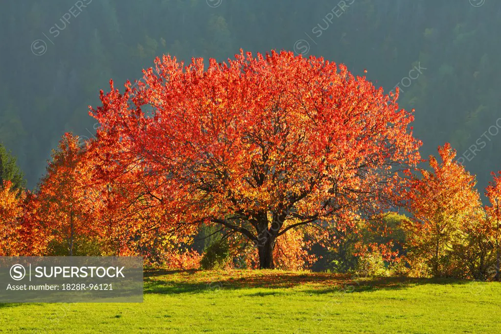 Cherry Tree (Prunus) in Autumn Colours, Val Gardena, South Tyrol, Dolomites, Italy,10/25/2012