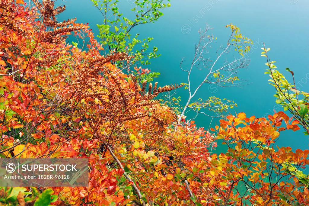 Autumn Foliage in Forest, Plitvice Lakes National Park, Lika-Senj, Croatia,10/10/2012